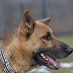 Pies do adopcji, Olsztyn, 3 stycznia 2022