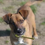 Pies do adopcji, Olsztyn, 13 kwietnia 2021