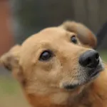 Pies do adopcji, Olsztyn, 8 listopada 2021