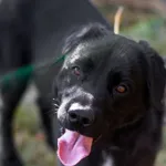 Pies do adopcji, Olsztyn, 7 listopada 2019