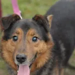 Pies do adopcji, Olsztyn, 8 listopada 2021