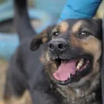 Pies do adopcji, Olsztyn, 8 sierpnia 2018