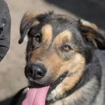 Pies do adopcji, Olsztyn, 14 kwietnia 2022