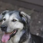 Pies do adopcji, Olsztyn, 17 lipca 2022