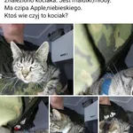 Znaleziono kota, Kolbudy, 15 października 2022