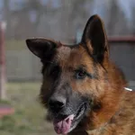 Pies do adopcji, Olsztyn, 19 lutego 2022