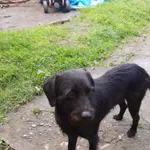 Znaleziono psa, Kończewice, 29 września 2022