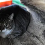 Kot do adopcji, Olsztyn, 4 października 2018