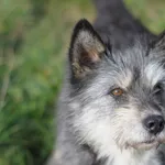 Pies do adopcji, Olsztyn, 18 września 2022