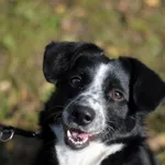 Pies do adopcji, Olsztyn, 21 sierpnia 2020