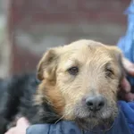 Pies do adopcji, Olsztyn, 5 marca 2021