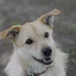 Pies do adopcji, Olsztyn, 31 lipca 2019
