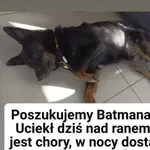 Zaginął pies, Miasteczko Śląskie, 14 października 2022