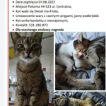 Zaginął kot, Połomia, 16 sierpnia 2022