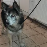 Znaleziono psa, Toruń, 15 października 2022