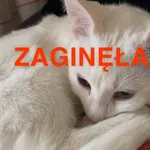Zaginął kot, Grodzisk Mazowiecki, 23 września 2022