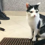 Znaleziono kota, Bielsko-Biała, 19 października 2022