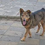 Pies do adopcji, Rzeszów, 12 października 2020