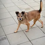 Pies do adopcji, Rzeszów, 2 listopada 2014