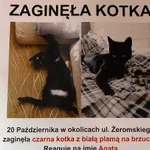 Zaginął kot, Łódź, 22 października 2022
