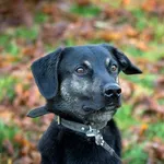 Pies do adopcji, Jabłonna, 5 grudnia 2021