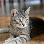 Kot do adopcji, Jabłonna, 5 lipca 2017
