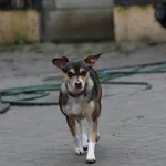 Pies do adopcji, Jabłonna, 3 listopada 2020