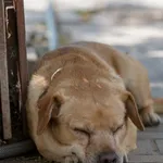 Pies do adopcji, Jabłonna, 16 października 2019