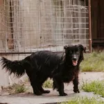 Pies do adopcji, Jabłonna, 14 sierpnia 2021