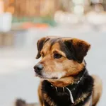 Pies do adopcji, Jabłonna, 24 października 2021