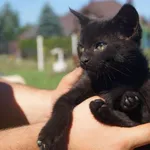 Kot do adopcji, Jabłonna, 4 sierpnia 2017