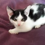 Kot do adopcji, Jabłonna, 30 lipca 2017