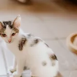 Kot do adopcji, Jabłonna, 5 października 2021