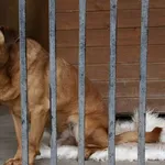 Pies do adopcji, Jabłonna, 23 września 2018