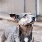 Pies do adopcji, Jabłonna, 2 stycznia 2019