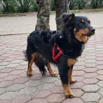 Znaleziono psa, Toruń, 8 października 2022