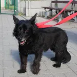 Znaleziono psa, Łódź, 10 lipca 2022