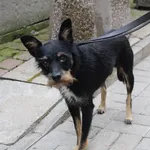 Znaleziono psa, Łódź, 31 lipca 2022