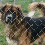 Pies do adopcji, Tatary, 12 sierpnia 2020