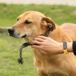 Pies do adopcji, Tatary, 25 maja 2015