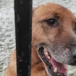 Pies do adopcji, Tatary, 31 grudnia 2015