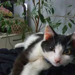 Znaleziono kota, Bolszewo, 29 października 2022