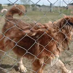 Pies do adopcji, Tatary, 29 kwietnia 2017