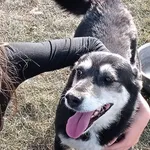 Pies do adopcji, Tatary, 12 grudnia 2016