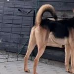 Pies do adopcji, Tatary, 12 lipca 2022