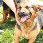 Pies do adopcji, Tatary, 24 sierpnia 2020