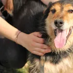 Pies do adopcji, Tatary, 1 września 2017