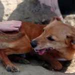 Pies do adopcji, Tatary, 28 listopada 2017