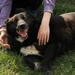Pies do adopcji, Tatary, 9 lipca 2020
