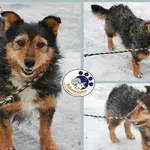 Znaleziono psa, Lublin, 1 grudnia 2016